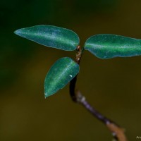 Zeuxine regia (Lindl.) Trimen